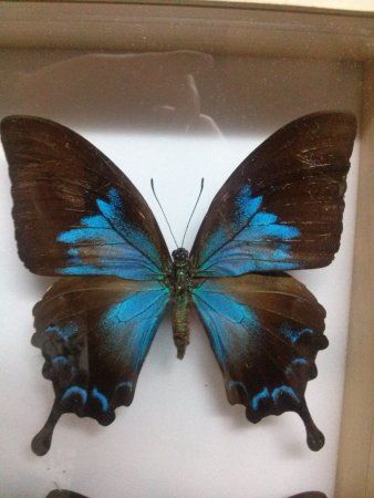 Butterfly Museum